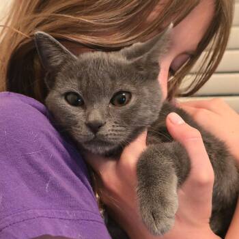Rescue Russian Blue and Domestic Short Hair Cats for Adoption in Boca Raton, Florida - Comet | PetCurious