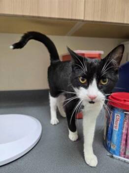 Mowgli -  Domestic Short Hair Cat for Adoption in Kennewick, Washington - Mowgli | PetCurious