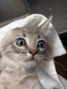 Rescue Domestic Short Hair Cats for Adoption in Sacramento, California - TEMPEST | PetCurious