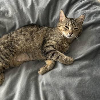 Breanna -  Domestic Short Hair Cat for Adoption in Renton, Washington - Breanna | PetCurious