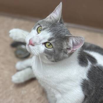 Domestic Short Hair Cats Available for Adoption - Gengar | PetCurious