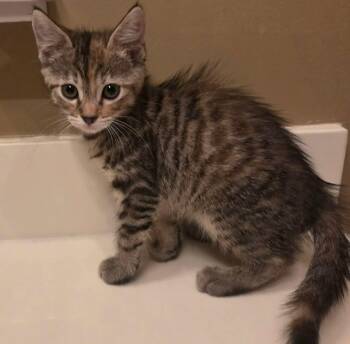 Honey -  Domestic Medium Hair Cat for Adoption in Glocester, Rhode Island - Honey | PetCurious