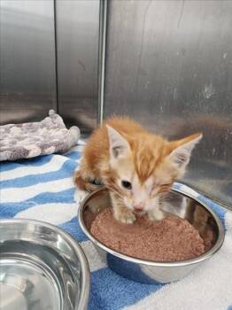 Rescue Domestic Short Hair Cats for Adoption in Tracy, California - NATHAN | PetCurious