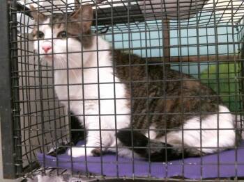 BLUE -  Domestic Short Hair Cat for Adoption in Houston, Texas - BLUE | PetCurious