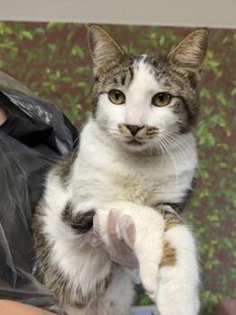 Domestic Short Hair Cats Available for Adoption in San Antonio, Texas - Hunk | PetCurious