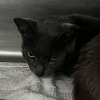 Adalinda -  Domestic Short Hair Cat for Adoption in Spruce Pine, North Carolina - Adalinda | PetCurious