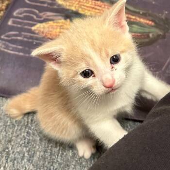 Domestic Short Hair Cats Available for Adoption in Madisonville, Tennessee - Chardonnay | PetCurious