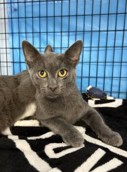 Rescue Domestic Short Hair Cats for Adoption in West Mifflin, Pennsylvania - Dobbie | PetCurious