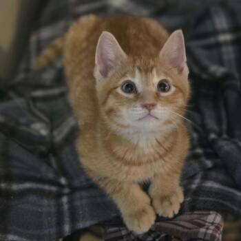 Domestic Short Hair Cats Available for Adoption in Eagle Mountain, Utah - Sardine Casper | PetCurious