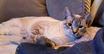 Lucinda 2 -  Siamese Cat for Adoption in Austin, Texas - Lucinda 2 | PetCurious