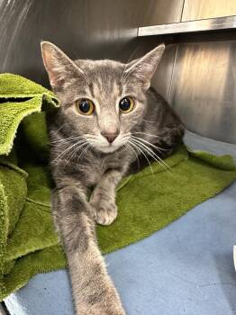 Domestic Short Hair Cats Available for Adoption in Pomona, New York - Matcha | PetCurious