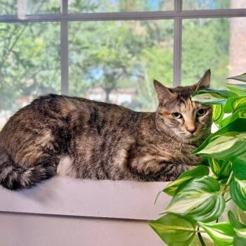 Dulcecita Caramel -  Torbie and Domestic Short Hair Cat for Adoption in Friendswood, Texas - Dulcecita Caramel | PetCurious