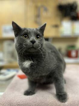 Domestic Short Hair Cats Available for Adoption - CHEESE STRUDEL | PetCurious