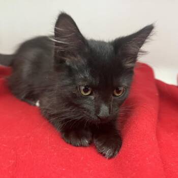 Chevy -  Domestic Short Hair Cat Available for Adoption in Jupiter, Florida - Chevy | PetCurious