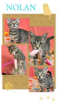 Nolan -  Domestic Short Hair Cat for Adoption in Hobart, Indiana - Nolan | PetCurious