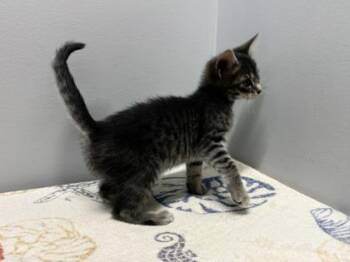 Jade -  Domestic Short Hair Cat for Adoption in West Chester, Pennsylvania - Jade | PetCurious