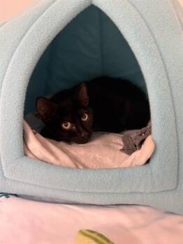 MONA -  Domestic Short Hair Cat for Adoption in Sugar Land, Texas - MONA | PetCurious