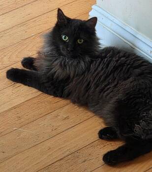 Mr. Noodle -  Domestic Long Hair Cat for Adoption in Oriental, North Carolina - Mr. Noodle | PetCurious