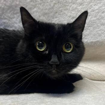 Bastet -  Domestic Short Hair Cat for Adoption in Versailles, Kentucky - Bastet | PetCurious