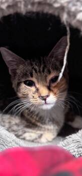 Rescue Domestic Short Hair Cats for Adoption in Chuckey, Tennessee - Razzle | PetCurious