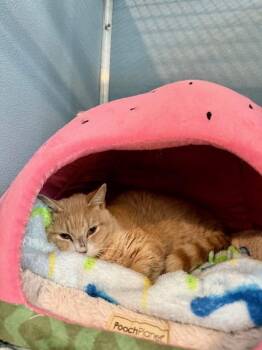 Rescue Domestic Short Hair Cats for Adoption in Renfrew, Pennsylvania - Carmac | PetCurious