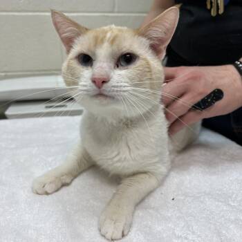 Rescue Snowshoe Cats for Adoption in Murray, Utah - Pumpkin | PetCurious