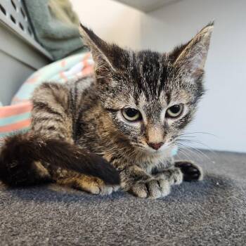 Nugget -  Domestic Short Hair Cat for Adoption in Fort Wayne, Indiana - Nugget | PetCurious