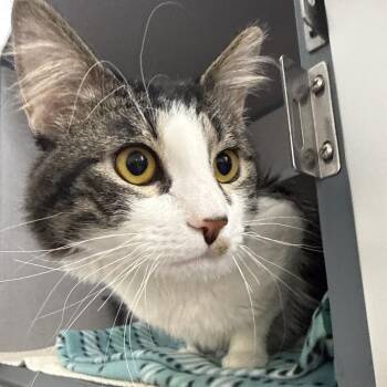 Domestic Medium Hair Cats Available for Adoption - Scar | PetCurious