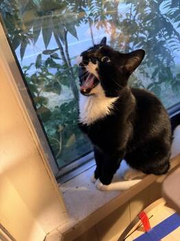 Gatsby -  Domestic Short Hair Cat for Adoption in Derry, New Hampshire - Gatsby | PetCurious
