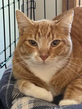 Rescue Domestic Short Hair Cats for Adoption in Ontario, Oregon - Gingersnap (foster Name) | PetCurious