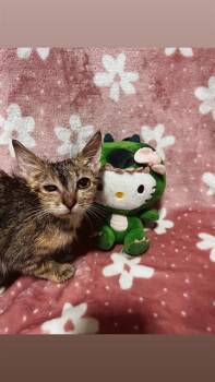 TUNA -  Domestic Short Hair Cat for Adoption in San Antonio, Texas - TUNA | PetCurious