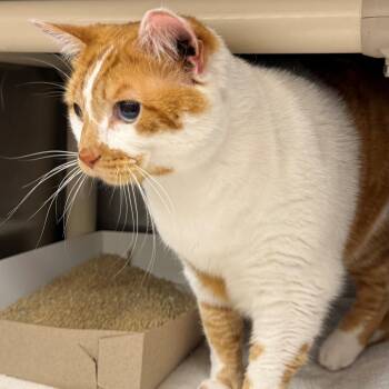 Domestic Short Hair Cats Available for Adoption in St. Augustine, Florida - Mila | PetCurious