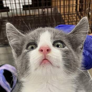 Beans -  Domestic Short Hair Cat for Adoption in Las Cruces, New Mexico - Beans | PetCurious