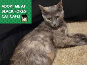 MOMMA KITTY -  Domestic Short Hair Cat for Adoption in Fort Wayne, Indiana - MOMMA KITTY | PetCurious