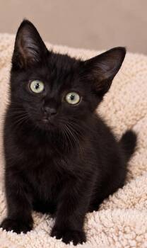 Pumba -  Domestic Medium Hair Cat for Adoption in Columbia, Tennessee - Pumba | PetCurious