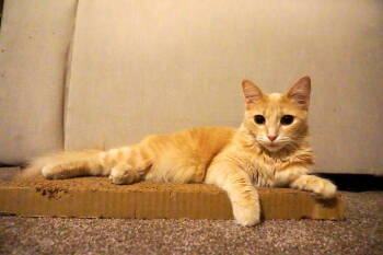 Rescue Domestic Medium Hair Cats for Adoption in San Jose, California - Starlight | PetCurious