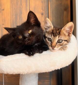 Rescue Domestic Short Hair Cats for Adoption in Beaverton, Oregon - Lulu | PetCurious