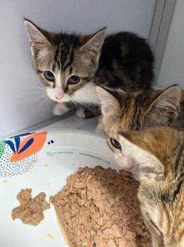 Charcoal -  Domestic Short Hair Cat for Adoption in Fort Collins, Colorado - Charcoal | PetCurious
