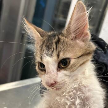 Dolley Maddison -  Domestic Short Hair Cat for Adoption in West Des Moines, Iowa - Dolley Maddison | PetCurious