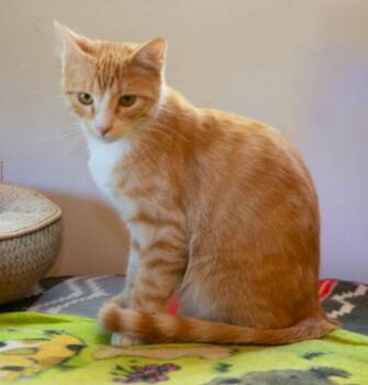 Domestic Short Hair Cats Available for Adoption in Elmwood Park, New Jersey - Finster | PetCurious