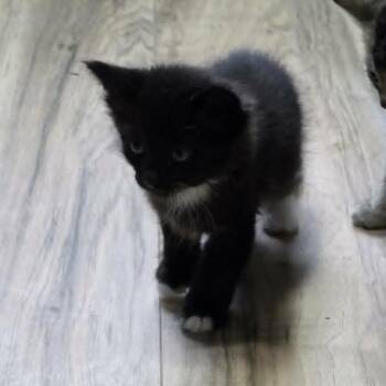 Fluffy Baby 3 -  Domestic Medium Hair Cat for Adoption in Maple Falls, Washington - Fluffy Baby 3 | PetCurious