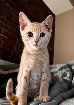 Marty -  Domestic Short Hair Cat for Adoption in North Haledon, New Jersey - Marty | PetCurious