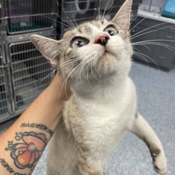 Rescue Domestic Short Hair Cats for Adoption in Port Charlotte, Florida - Equinox | PetCurious