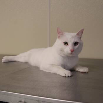 Domestic Short Hair Cats Available for Adoption - Snowball | PetCurious