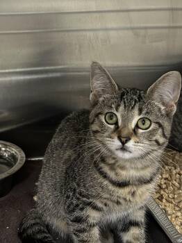 Jim Halpert - Sales Representative & Prankster -  Domestic Short Hair Cat for Adoption in Bolton, Ontario - Jim Halpert - Sales Representative & Prankster | PetCurious