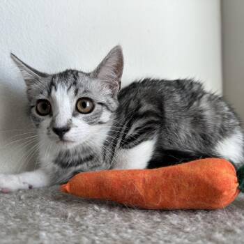 Rescue Domestic Short Hair Cats for Adoption in Los Angeles, California - Shallot | PetCurious