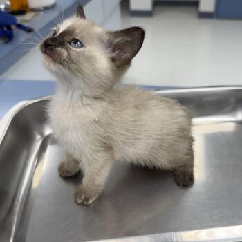 Celeste -  Siamese Cat for Adoption in Marfa, Texas - Celeste | PetCurious