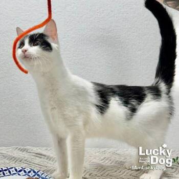 Domestic Short Hair Cats Available for Adoption - Lydia | PetCurious