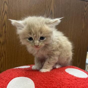 Kiwi -  Domestic Long Hair Cat for Adoption in Greensboro, Georgia - Kiwi | PetCurious