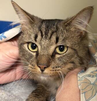 2026-45 Kameron -  Domestic Short Hair Cat Available for Adoption in Windsor, Connecticut - 2026-45 Kameron | PetCurious